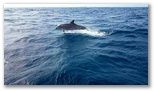 On voit souvent les Dauphins lors d'une excursion vers Petite Terre