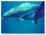 Les Dauphins lors d'une navigation vers Petite Terre