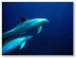 On voit souvent les Dauphins lors d'une navigation vers Petite Terre