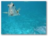 Poisson coffre dans le lagon de Petite Terre