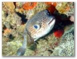 Poisson Diodon dans le lagon de Petite Terre