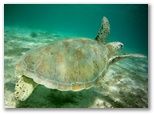 Nager avec le tortues à petite terre