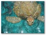 Tortue Verte à Petite Terre