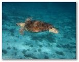 Les plages de la petite terre sont un site de ponte pour tortue