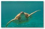 Les iles de la petite terre sont un site de ponte pour tortue